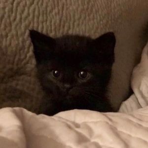 Meet your Posher, Ranvir